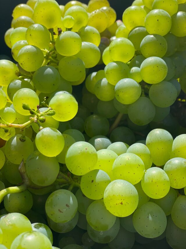 Principais uvas para vinho pelo mundo