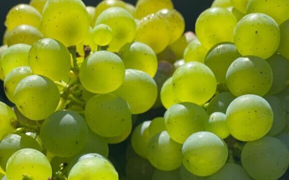 principais uvas para vinho