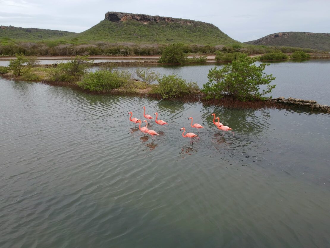 salina de flamingos o que fazer em curacao