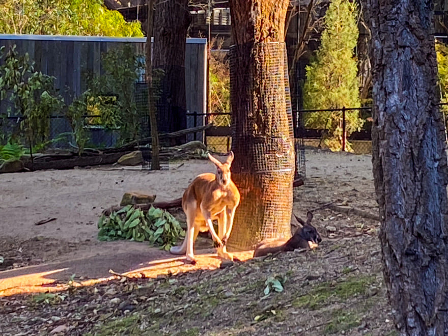 taronga zoo canguru