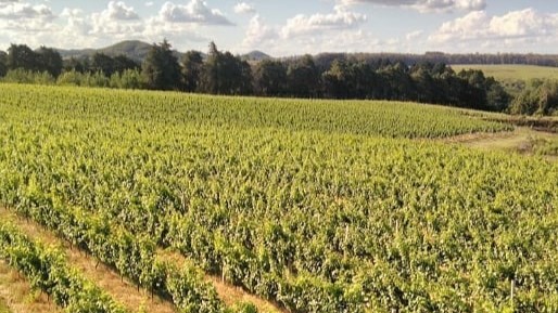 Vinícolas em Gramado e Canela - Lets Fly Away