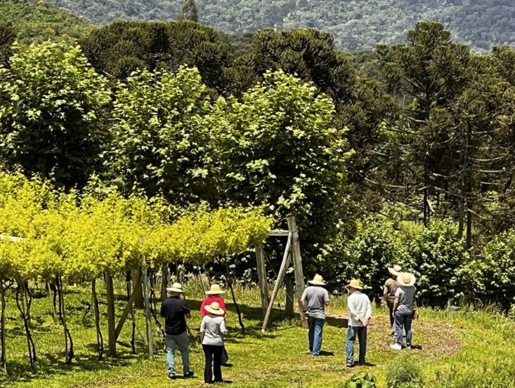 Vinícolas Serra Catarinense - Lets Fly Away