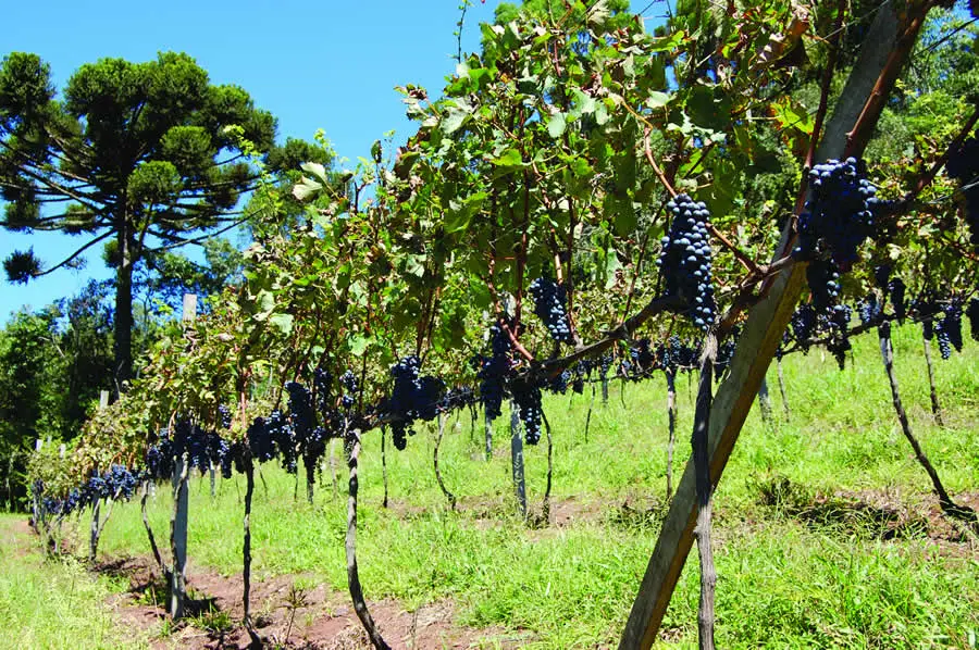 Vinícolas em Gramado e Canela - Lets Fly Away