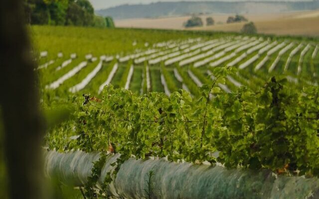 circuito do vinho em Minas Gerais - Lets Fly Away