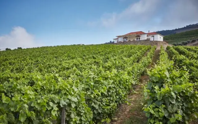 Vinícolas em Portugal - Lets Fly AWAY