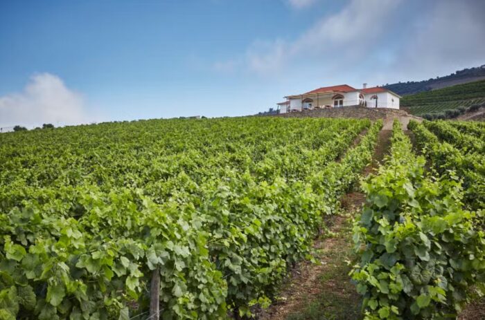 Vinícolas em Portugal - Lets Fly AWAY