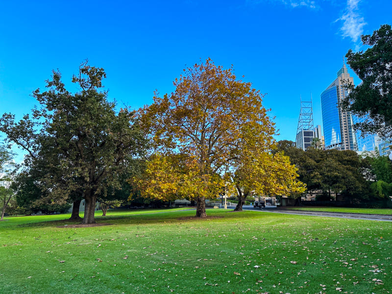 arvore royal botanic garden Sydney australia lets fly away