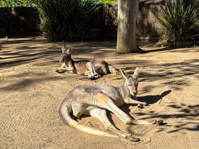 canguru taronga zoo sydney australia letsfly away