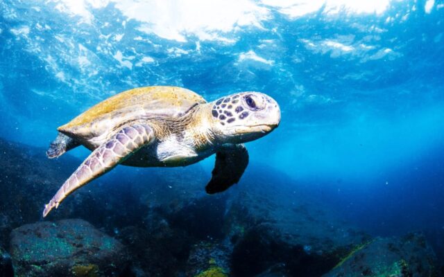 mergulho em Arraial do Cabo - Lets Fly Away