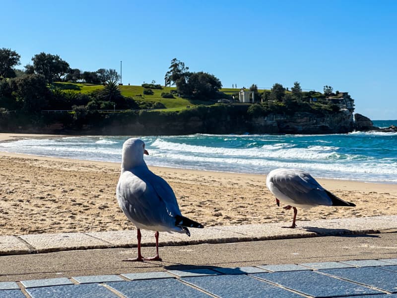 melhores praias de sydney coogee beach | lets fly away
