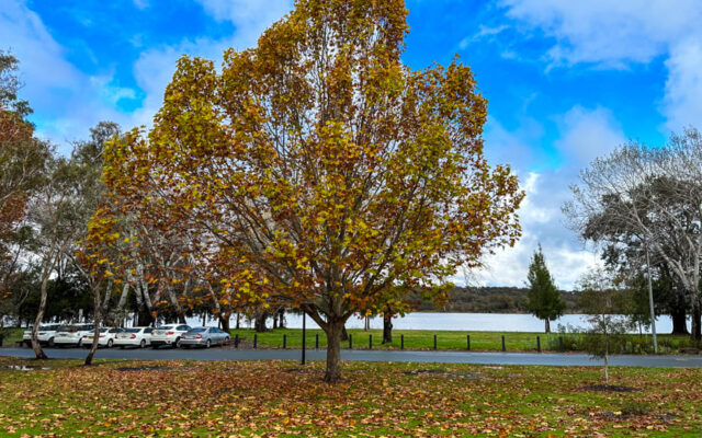 o-que-fazer-canberra-outono